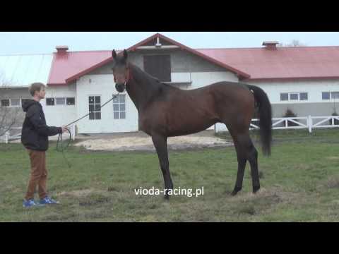 og. Silvaner (GER) (Lomitas - Suisun / Monsun) 2008 - Przegląd w Stajni Rosłońce, 12.04.2014