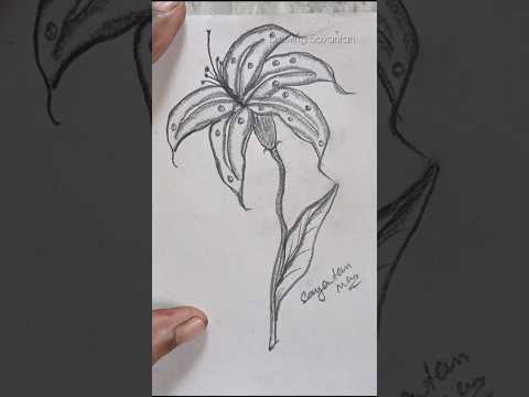 step by step lily flower drawing with pencil #drawing #art #shorts #lily #drawingsayantan