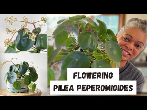 How to Care for a Pilea Peperomioides (Chinese Money Plant Guide)