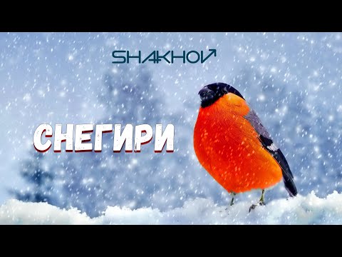 SHAKHOV - Снегири [Official Mood Video]