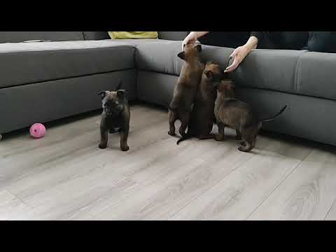 szczeniaki owczarka belgijskiego malinois Ares, Aron, Pako, Zeus