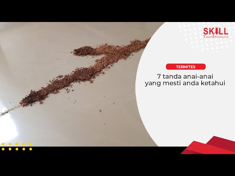 7 Tanda Anai-Anai Yang Mesti Anda Ketahui!