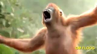 Gadi Dahan &amp; Omri Mordehai   Monkey Banana  😜💓 DJ=TNK VDO EDIT😜💓