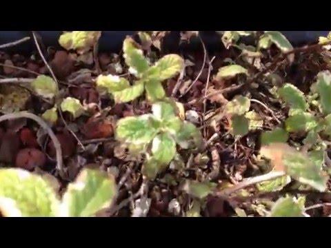 パイナップルミント 植物