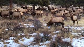 Elk in Rocky Mountain National Park
