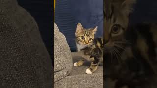 #cat #cute #catvideo #cutecat #funnyvideo