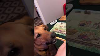 Fromage is so good even Bo approves #boardgame #boardgamegeek #tabletopgames #boardgames
