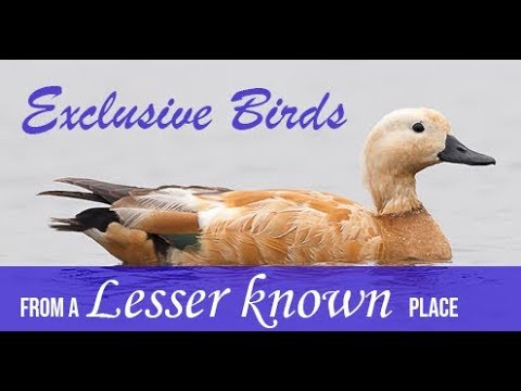 Birds of Maguri Beel