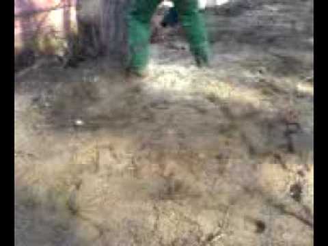 download lagu mp3 mp4 Tree Surgeon Doncaster, download lagu Tree Surgeon Doncaster gratis, unduh video klip Tree Surgeon Doncaster