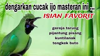 Download lagu Masteran Cucak ijo Full Tembakan Materi Mewah - Mudah Masuk mp3 Download lagu Masteran Cucak ijo Full Tembakan Materi Mewah - Mudah Masuk mp3