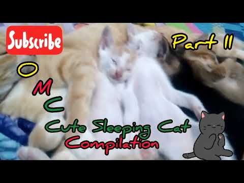 CUTE SLEEPING CAT COMPILATION PART II (@nefyindrayudha6109)