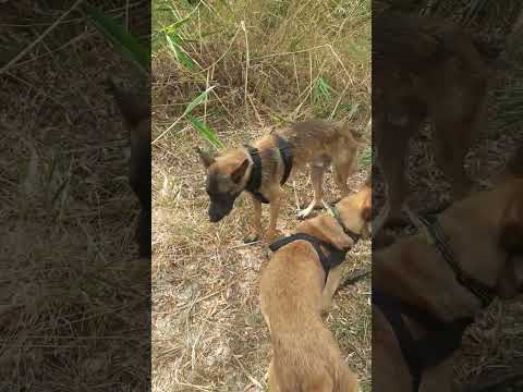 Un excursión con les @perros @encrieble @Nabil@ Barcelona #Najat # Sad# Douze#