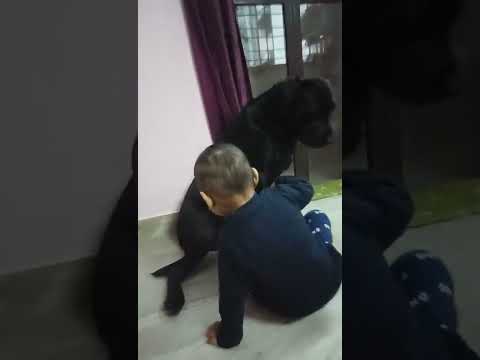 saharsh playing with Shero 🐕#shortsvideo #dogloversbaby#Shorts