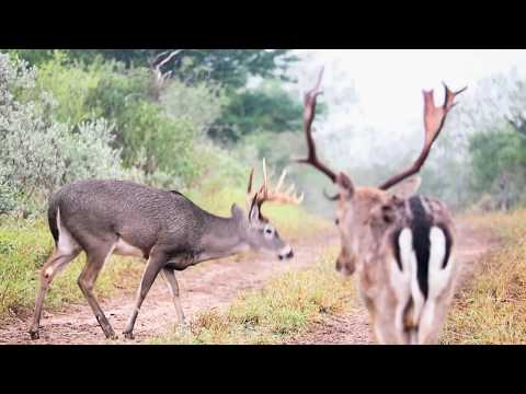 Hunting Trophy Whitetails in South Texas at Santa Cruz Hunting Ranch
