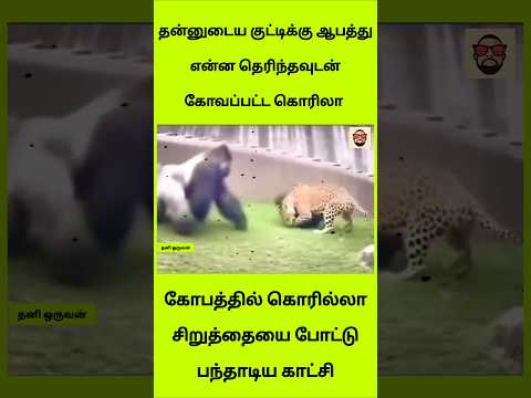 சிறுத்தையை அலறவிட்ட கொரில்லா! 🐆❌🦍 பாசக்கார அம்மாவின் ஆக்ரோஷம்!