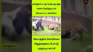 Download lagu சிறுத்தையை அலறவிட்ட கொரில்லா! 🐆❌🦍 பாசக்கார அம்மாவின் ஆக்ரோஷம்! mp3 Download lagu சிறுத்தையை அலறவிட்ட கொரில்லா! 🐆❌🦍 பாசக்கார அம்மாவின் ஆக்ரோஷம்! mp3