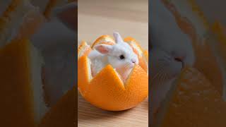 ミニチュア動物まとめ🐰🐱🙈🐑 #ミニチュア #動物 #果物 #癒し動画 #癒し