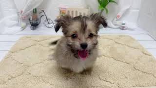 ハーフ犬の動画01