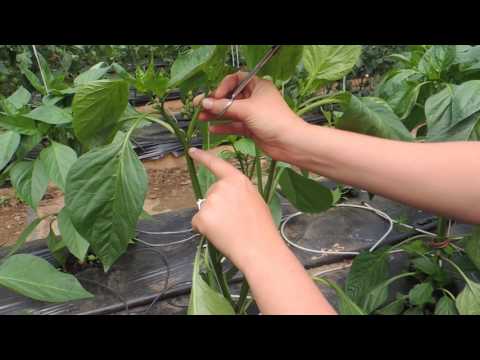 HOW TO PRUNE GREENHOUSE BELL PEPPERS FOR BEST PRODUCTION!