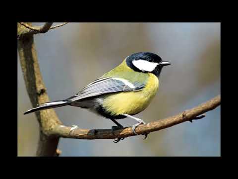 Нада Макеларска - се посвършил цуцул Пейо