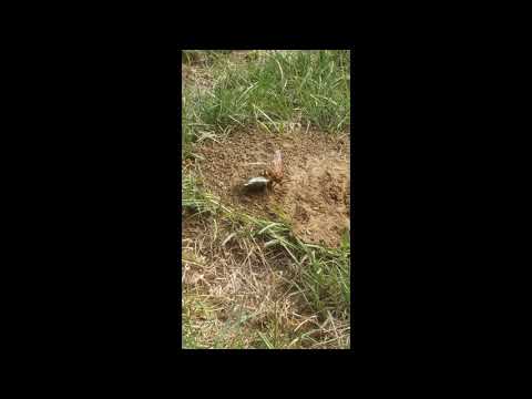 Cicada Killer Wasp Catching Its Meal in Brielle, NJ