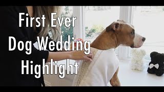My Dog Gets Married! First Ever Dog Wedding Highli