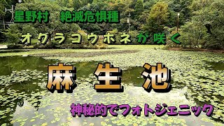 星野村　麻生池　絶滅危惧種　「オグラコウホネ」の群生