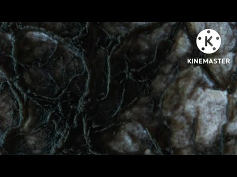 Istasha x OutsiderX - Gene Mods (Lyric Video)