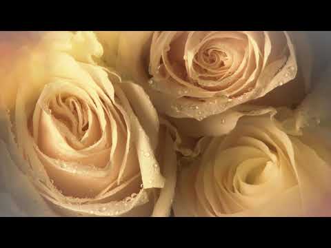 The Rose
