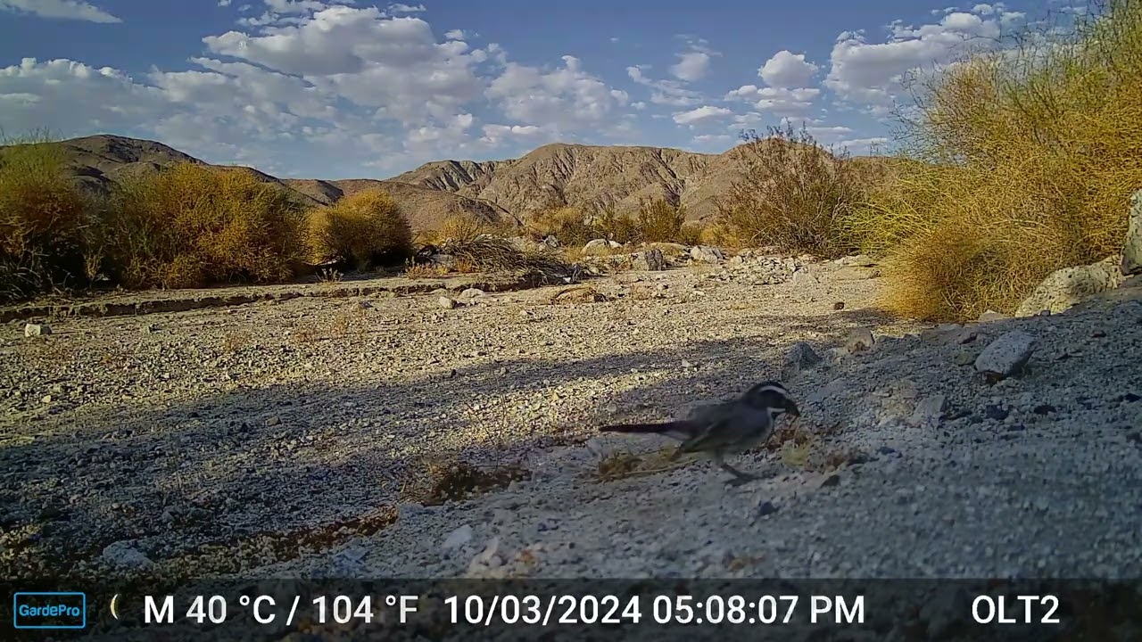 S2E29: Happy Valley Wildlife Camera Footage