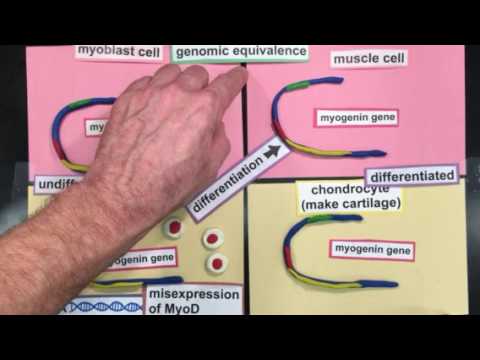DNA Methylation and Cell Differentiation