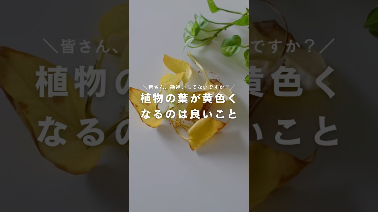 植物の葉が黄色くなるのはいいこと？ #観葉植物
