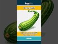 courgette (noun) - definition and usage in English
