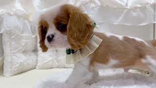 キャバリアの動画01