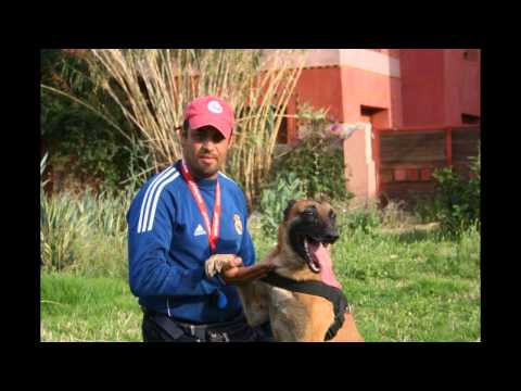 Dressage chien à Marrakech , maître Hicham Smaika ( maître du cliss )