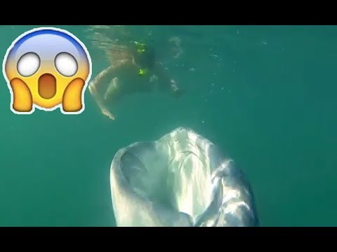 Hungry whale shark devours plankton
