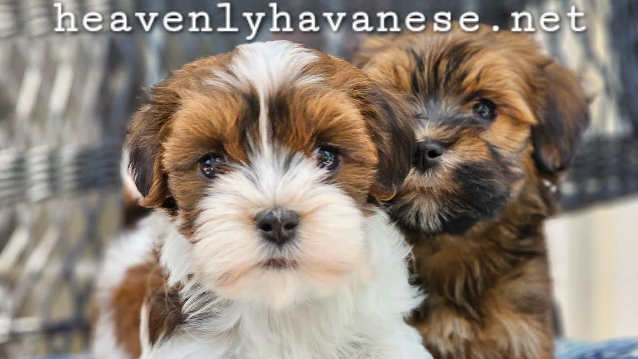 Heavenly Havanese Roxie's puppies... growing up so fast!!!