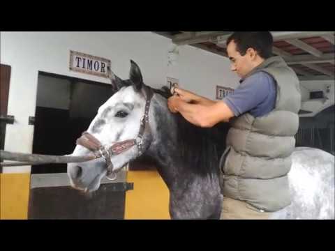 Jockey  | Puro Sangue Lusitano  | Sociedade das Silveiras