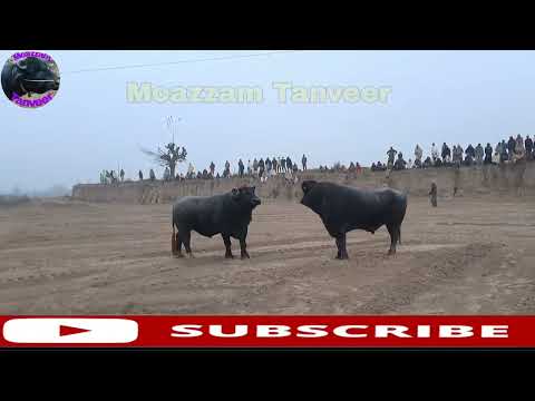 Muska ||VS|| Sakhi Badshah.....#Moazzamtanveer #chenneL.