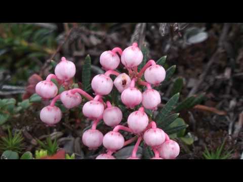 download lagu mp3 mp4 Flowers Native To Scandinavia, download lagu Flowers Native To Scandinavia gratis, unduh video klip Flowers Native To Scandinavia