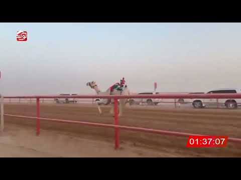  ش 3 (الشاهينيه) لـ حمد سالم علي الدرعي 2:3:31 , شارة الصندوق 2026/06/20 فطامين الرقيعات    