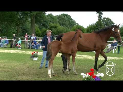 SE075 Stutfohlen von Amber - Acobat II - Coronado