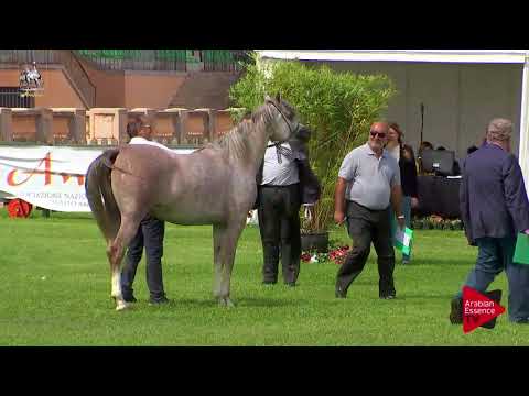 N.27 RADEGONDA BY TRESCA - 2017 Italian Nationals - 3 Years Old Fillies (Class 3)