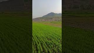 Download lagu Proyek Tol Kediri Akses Bandara Dhoho#bandaradhohokediri #tolkediritulungagung #kedirihist mp3