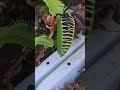 Venus fly traps VS spider #shorts