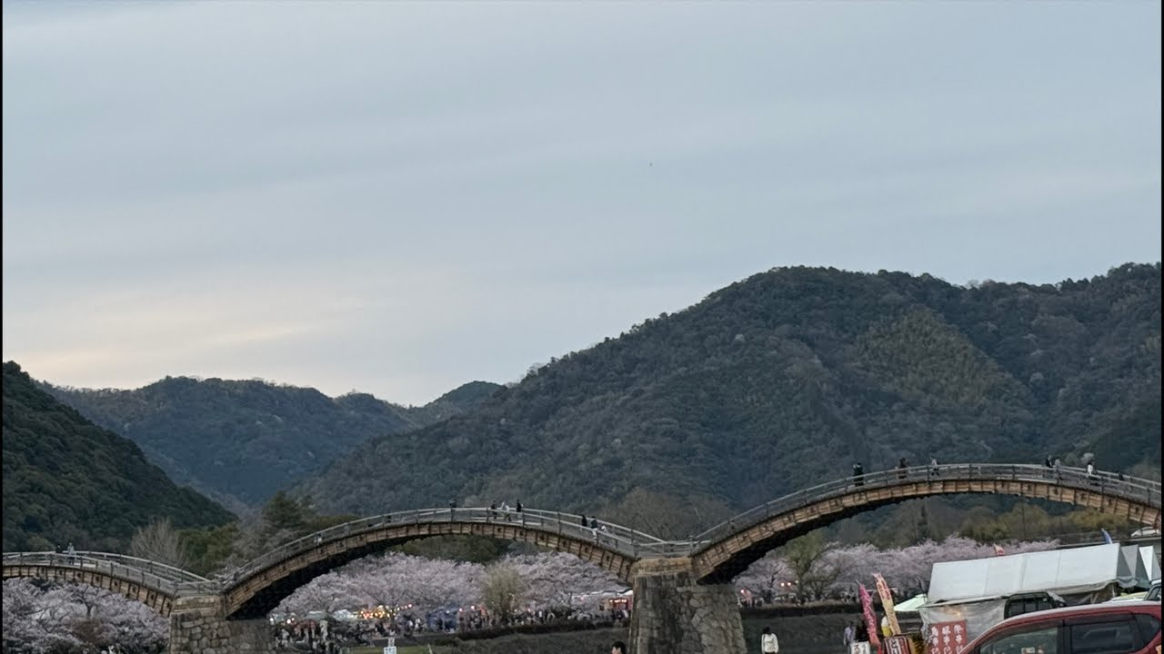 【大食い】地元山口県錦帯橋の桜🌸