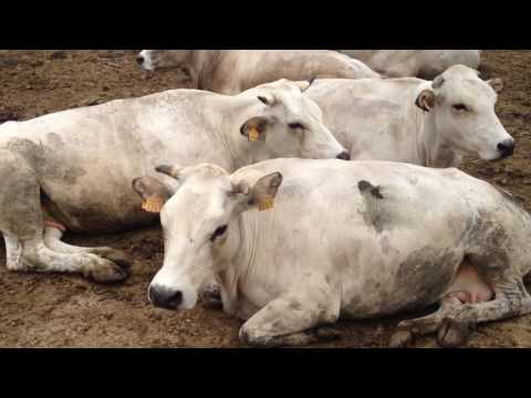 Mucca razza piemontese che muggisce