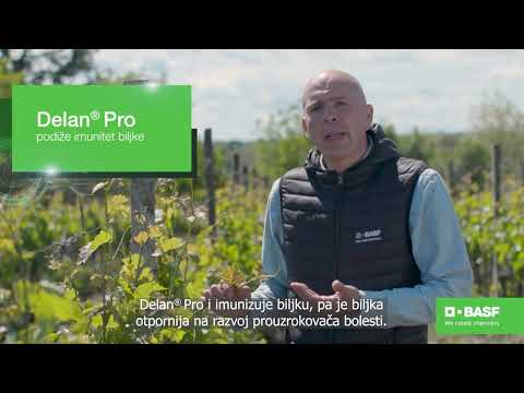 BASF Agro Patrola 2021 - Kako protiv plamenjače i pepelnice u vinovoj lozi?