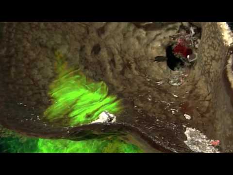 Shape of Life Sponges