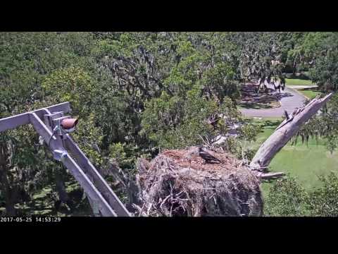 American Crow Scavenges Inviable Osprey Eggs on Savannah Nest – May 25, 2017